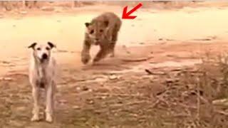 Most brutal leopard attacks on dogs!!!