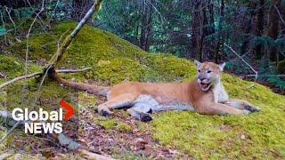 Bears, bobcats, cougars and more: Hidden trail cameras capture BC wildlife