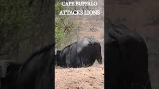 LION Tamer's Worst Nightmare: Cape Buffalo Attacks!