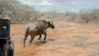 Saving a Mother Buffalo From a Snare | Sheldrick Trust