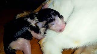 Detik-Detik Ibu Kucing Melahirkan Anak | Cat Giving Birth