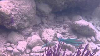Bermuda Snorkeling