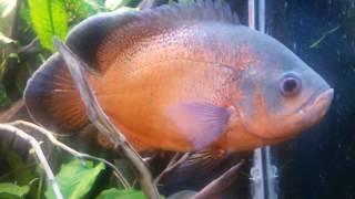 Americans astronotus ciclids tanks 450 l.