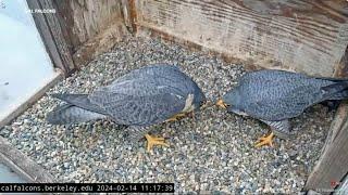 Why are UC Berkeley's falcons missing? Expert sadly fears death from bird flu