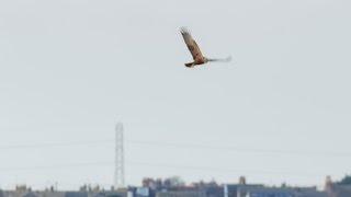 Bird Watching at RSPB Dungeness Nature Reserve (4k)