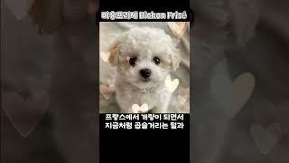 비숑프리제 숨겨진 이야기 #강아지 #비숑 #동화 @아로리동화