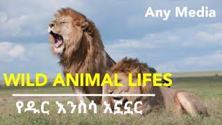 Wild Animal Lifes / የዱር እንስሳ አኗኗር / Any Media