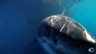 One of the Biggest Great Whites Ever Filmed | Jaws Strikes Back