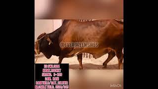 Sahiwal top bulls| elite class sahiwal breeder bull| evergreen semen production unit