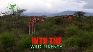 INTO THE WILD OF KENYA