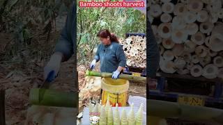 Bamboo shoot cutting big secret: A Knife Cut, very tender。   竹筍切割大揭秘：一刀一削，鮮嫩無比