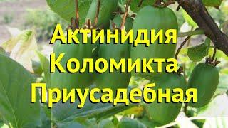 Актинидия коломикта Приусадебная. Краткий обзор, описание actinidia kolomikta Приусадебная