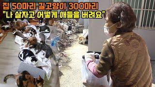 19년간 길고양이 돌보다 개인파산 2번한 고양이 엄마