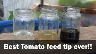 Best Tomato feed tip ever! Harvesting and curing Zebrunne shallots