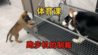 測試小馬犬護不護食，吃飯時去碰它嘴，看看咬人不？#哈士奇 #husky #pets #黃狗 #萌宠 #狗狗