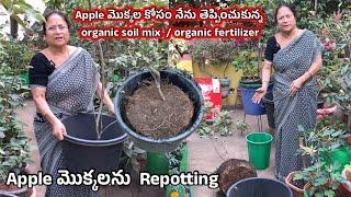 Apple Plants Repotting