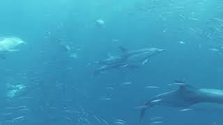 dolphins - 4k royal free stock footage