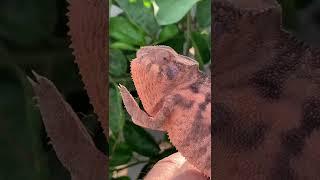 Female Panther Chameleons are gorgeous!