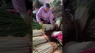 Cách trồng hành khủng lồ. #agriculture #cuttingonions #harvesting #satisfying #harvest #flowers