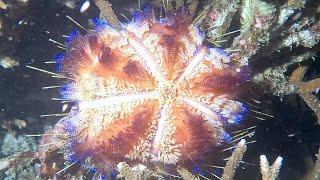 Variable fire urchin is a beautiful and venomous animal