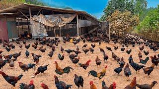 FULL VIDEO: 150 Days Of Caring For 9,000 Chickens - Chicken Farm - Poultry Farming