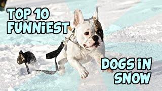 TOP 10 FUNNIEST DOGS IN SNOW OF ALL TIME