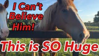 Roman Did The Most Amazing Thing | Rescue Belgian Draft Learns to Trust