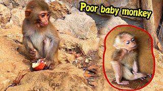 Single girl saw poor baby monkey run away when he saw her on the mountain