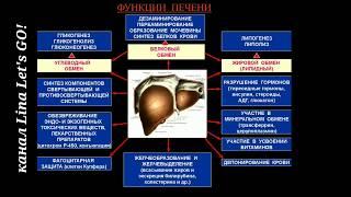 РАСТОРОПША. АТЕРОСКЛЕРОЗ. АЛТ, АСТ, ГГТ, ХОЛЕСТЕРИН, ТРИГЛИЦЕРИДЫ, ЛПНП,ЩЕЛОЧНАЯ ФОСФАТАЗА,БИЛИРУБИН