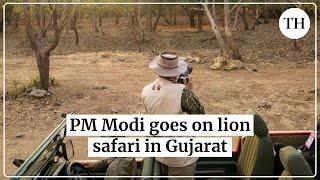 World Wildlife Day: PM Modi goes on lion safari in Gujarat