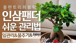 SUB) 인삼팬더 완벽정리｜물주기 햇빛 잎 키우기쉬운 실내식물 추천 관리법