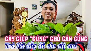 Cây Này Sẽ Giúp CỨNG chỗ cần CỨNG cho các bác | CTVC