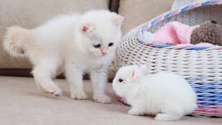 White kitten and white Tiny bunnies 