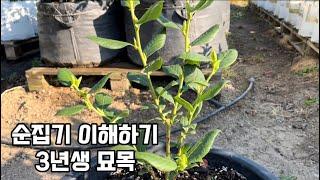 블루베리 순집기 3년생묘목#블루베리재배 #blueberry #blueberryfarm #gardening