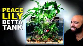 Peace Lily Betta Fish Aquarium: AMAZING Low Tech Tank (Aquascape Tutorial)