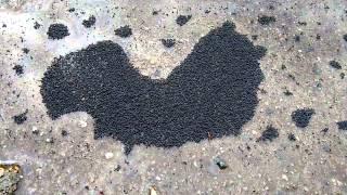 Springtails in rain water puddle