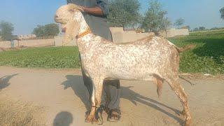 gabban bakriyan Ajmal goat farm Hasilpur 03086171529