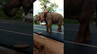 Elephant #elephant  #shorts#Lmvlog#Assam