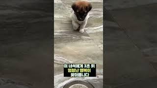 3초 뒤 강아지에게 찾아 올 엄청난 행복   #강아지 #애견영상