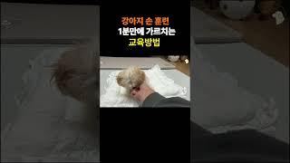 1분만에 가르치는 강아지 손훈련 방법!!