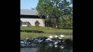 White Ibis   Venus Ranch -- Venus Ranch is an Obscure Destination - Venus, Florida.