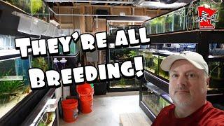 Breeding Plecos Fish Room Update