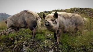 Awesome PIGS Squealing  Grunting  Rooting  Truffling  Oinking Piggie