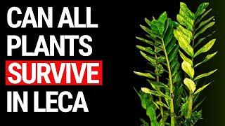 Can All Plants Survive In LECA? Find Out Here!