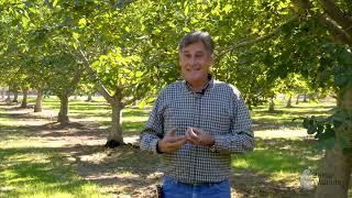 Walnut Farmer Explains Walnut Quality | Grading Walnuts and Chandler Light Halves and Pieces