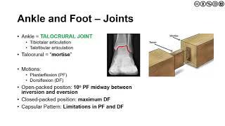 The Foot and Ankle | Overview of Anatomy, Kinesiology and Biomechanics