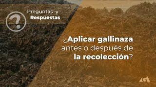 ¿Aplicar gallinaza antes o después de la recolección?