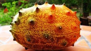 Kiwano - African Horned Melon. Growing & Tasting