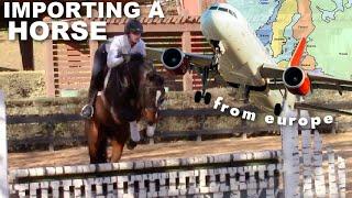 How I imported a horse from Europe! + jumping my green import