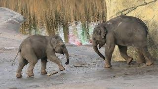 Funny Little Elephants Goofing Around | Cute Baby Elephants 2020